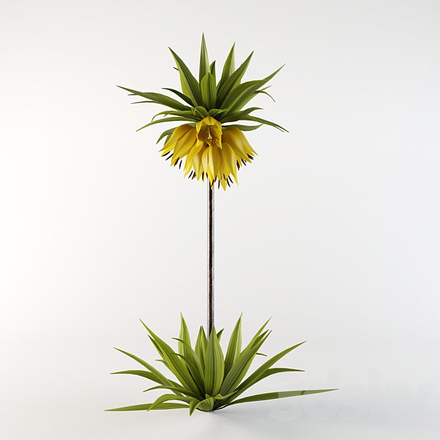 Imperial Fritillaria