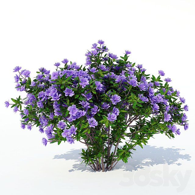 Azalea 003