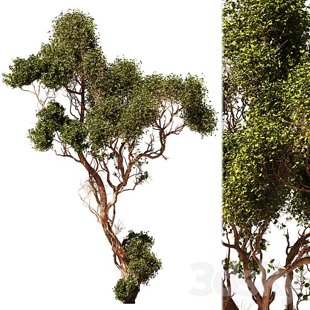 Tree Vol 06