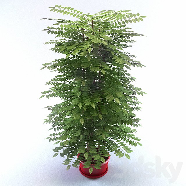 Bush peach decorative
