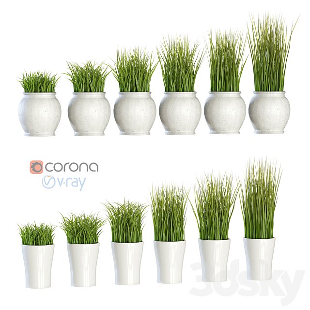 Grass in pots