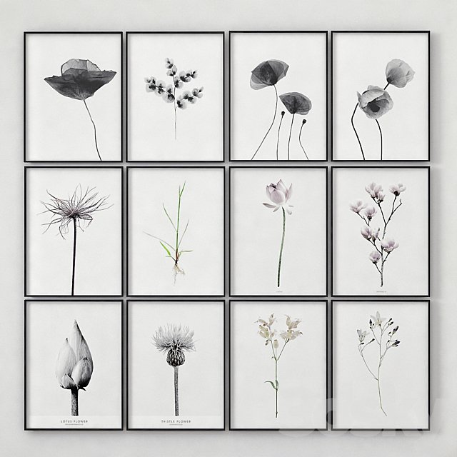 Posters with images of plants