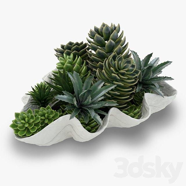 Succulents in a Giant Clam Bowl