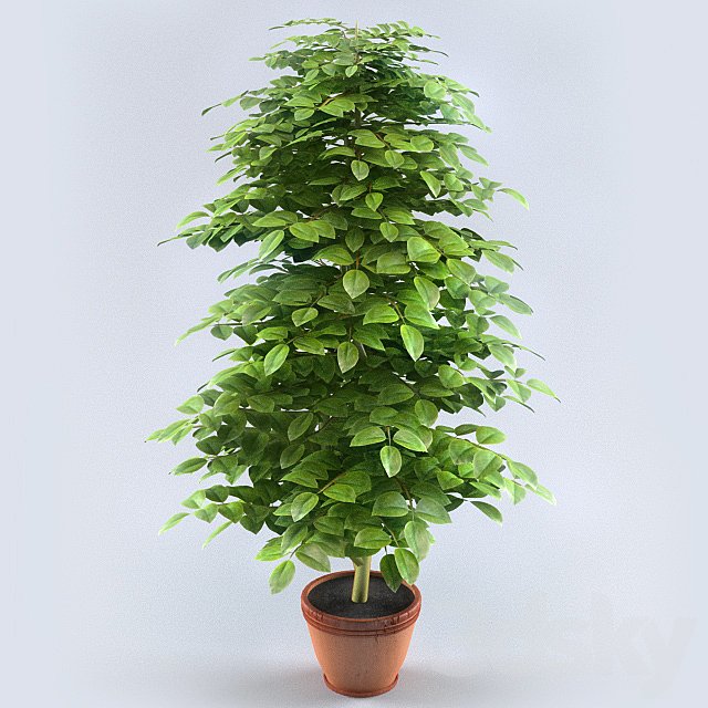 Bush Decorative Lemon