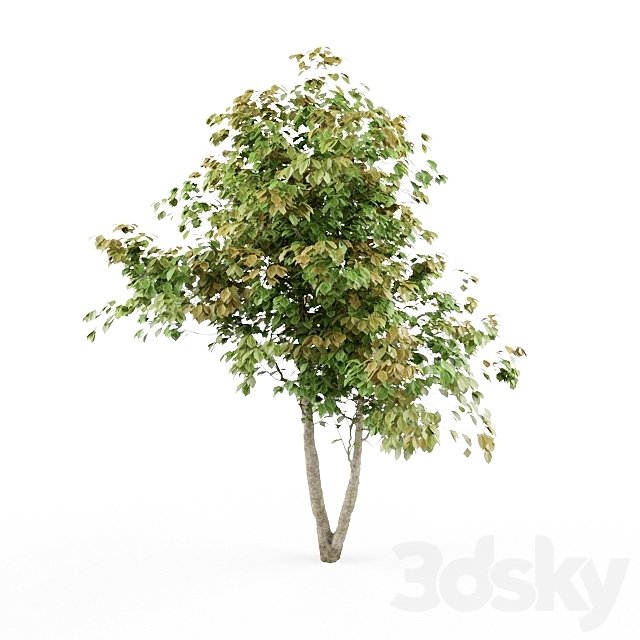 HD tree 01 jefpreti.com